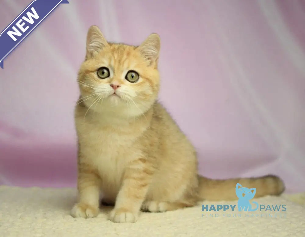 Venia British Shorthair female black golden spotted tabby live animals