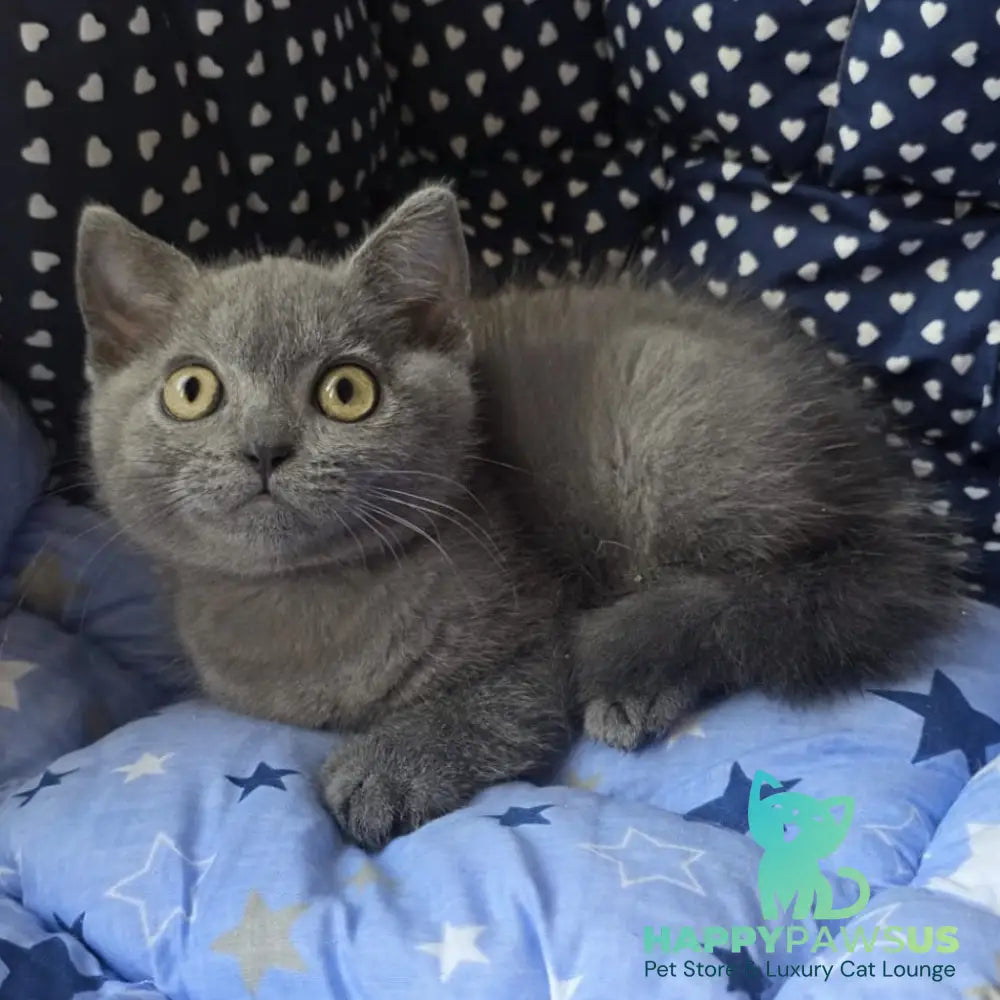 Veniamin British Shorthair male blue - live animals