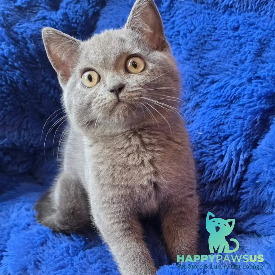 Veniamin British Shorthair male blue - live animals