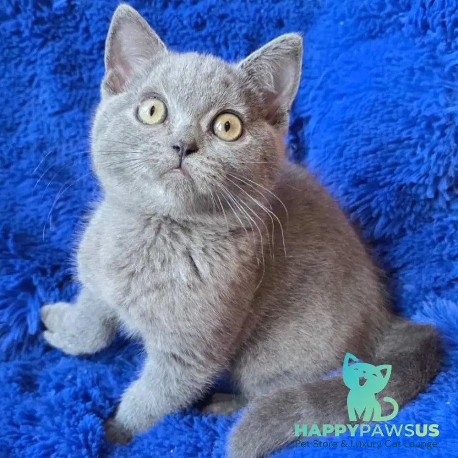 Veniamin British Shorthair male blue - live animals