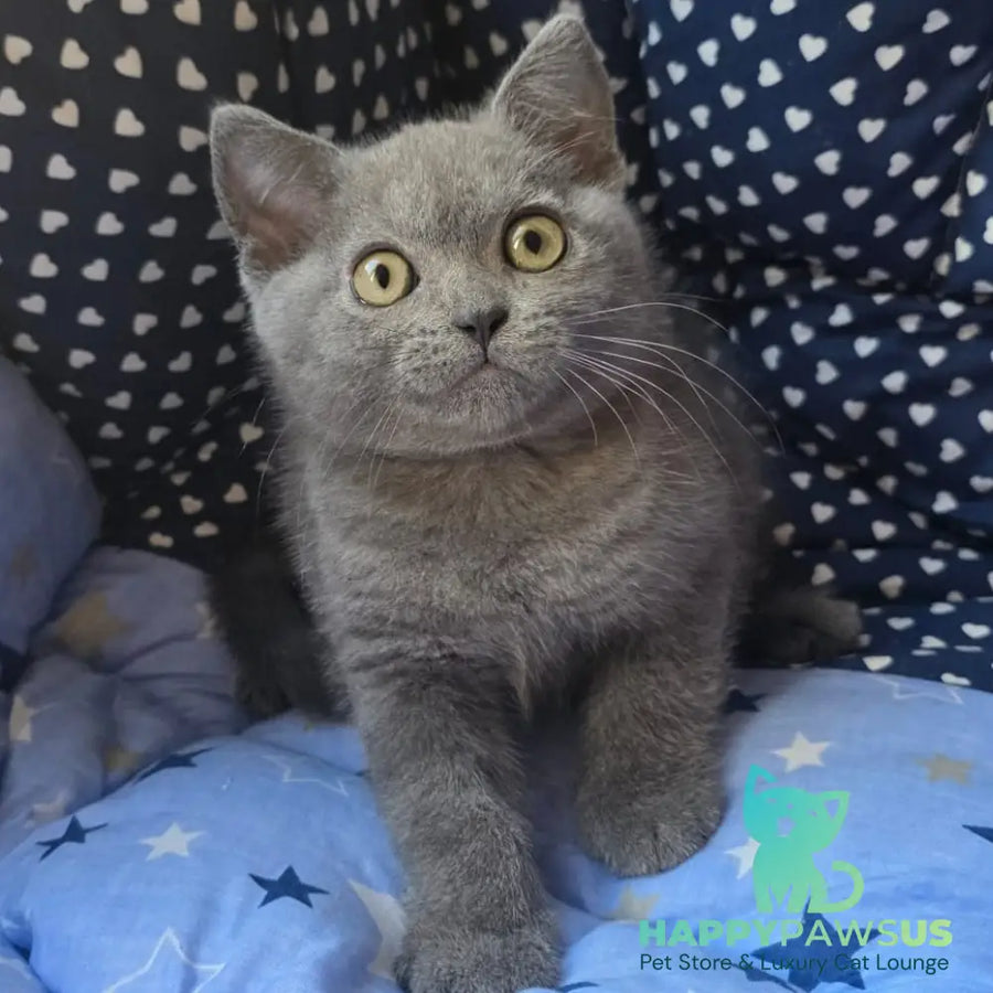 Veniamin British Shorthair male blue - live animals
