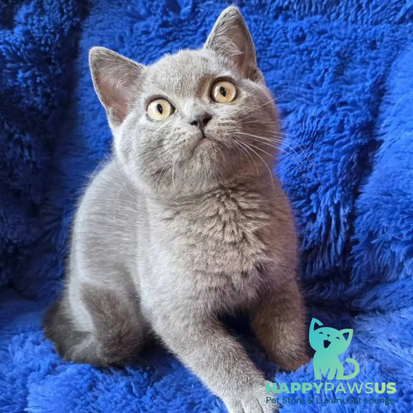 Veniamin British Shorthair male blue - live animals
