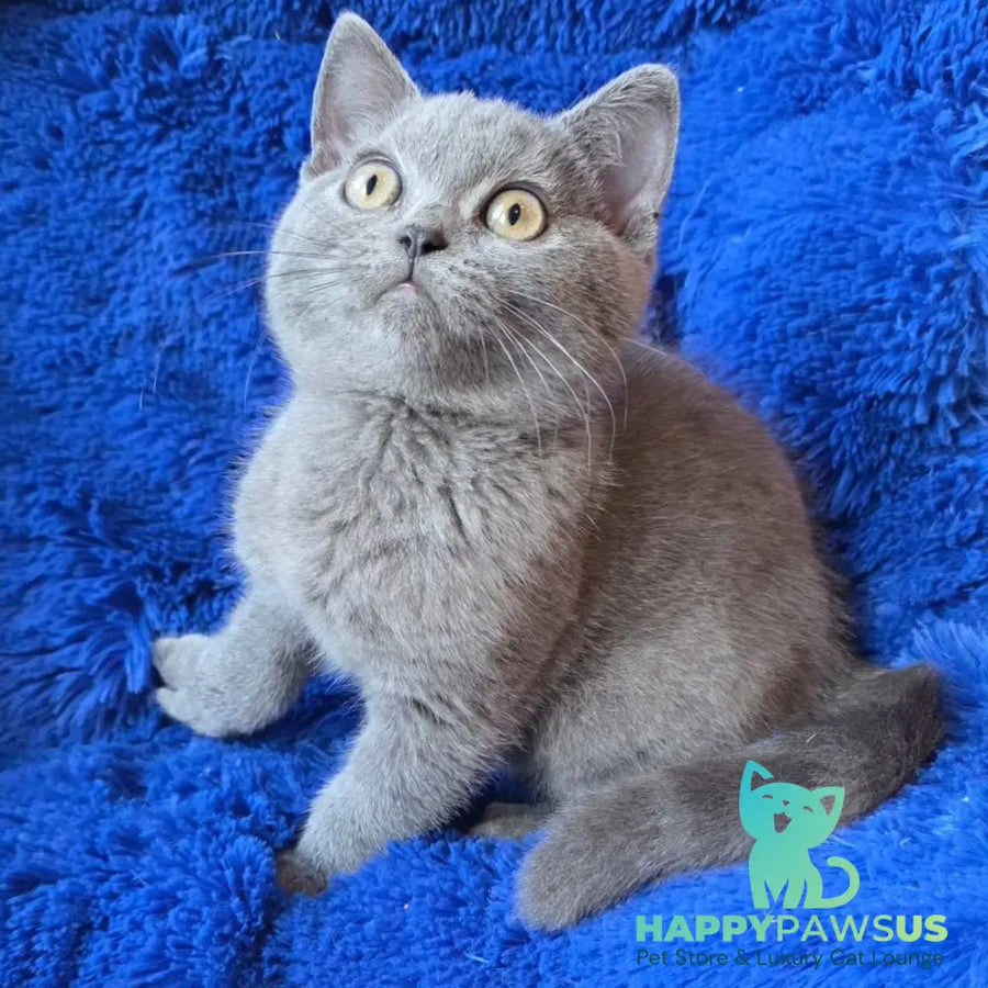 Veniamin British Shorthair male blue - live animals