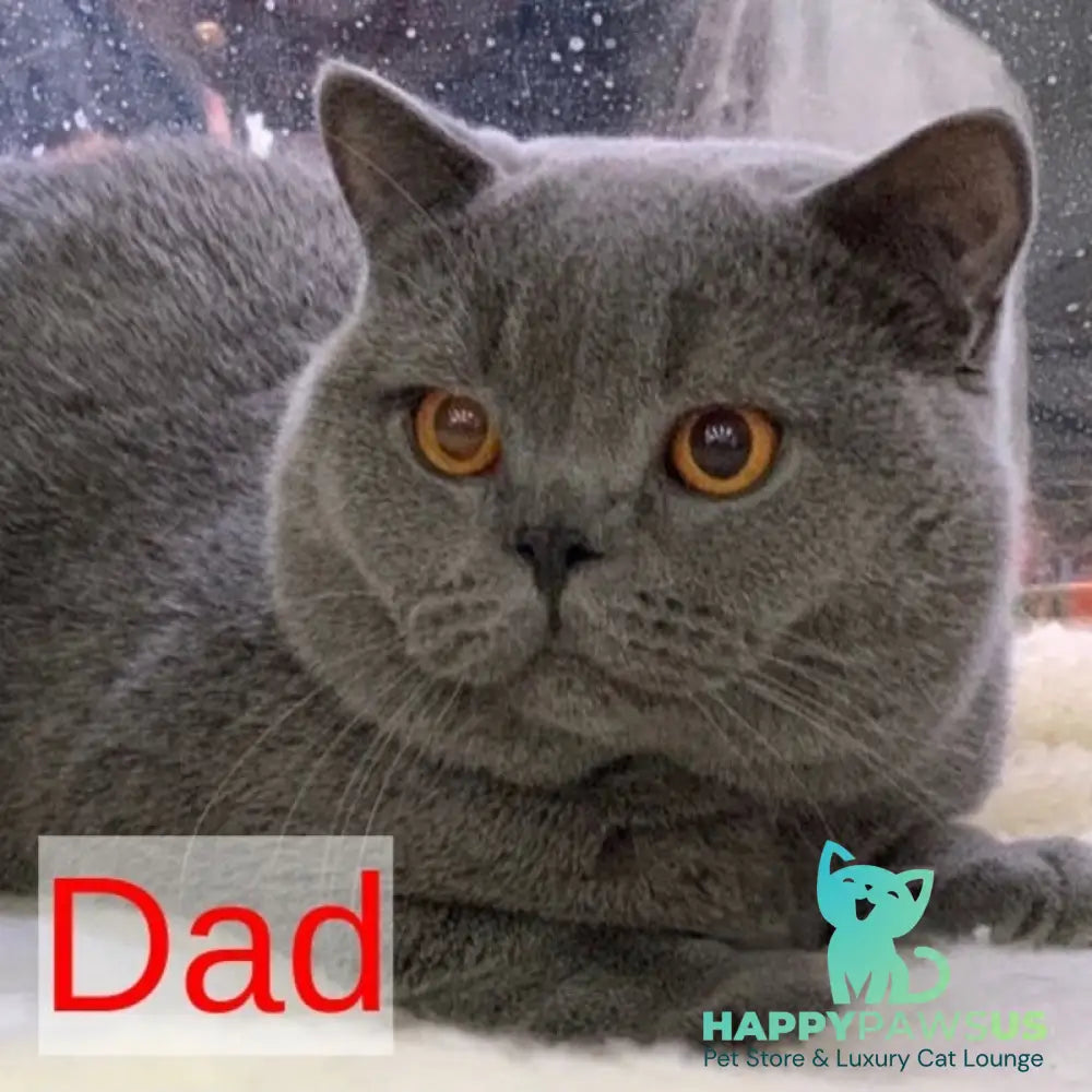 Veniamin British Shorthair male blue - live animals