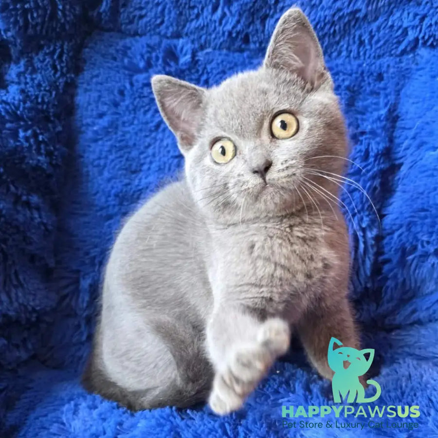 Veniamin British Shorthair male blue - live animals