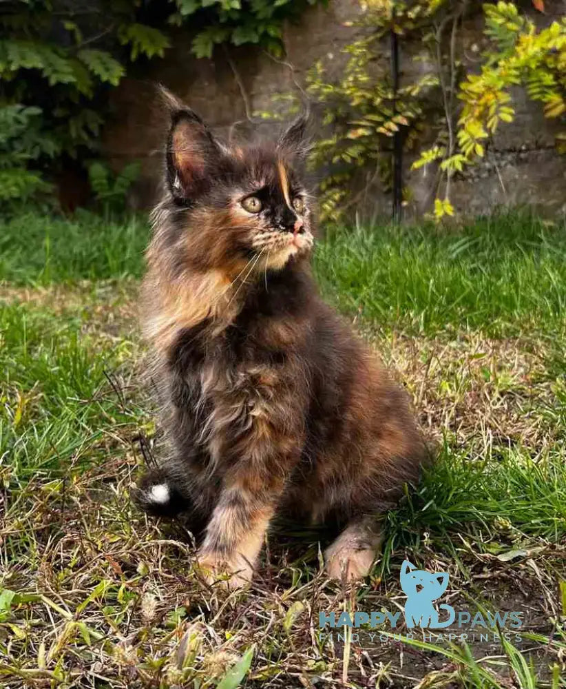 Veniceloria Maine Coon female black tortie live animals