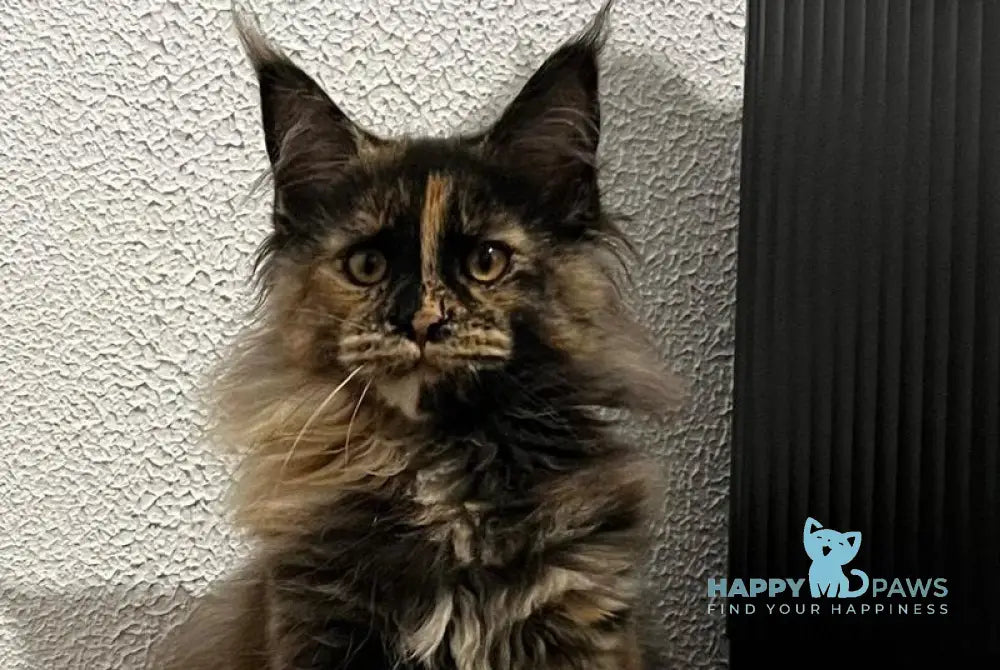 Venice Maine Coon female black tortie live animals