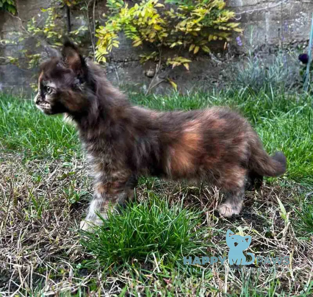 Veniceloria Maine Coon female black tortie live animals