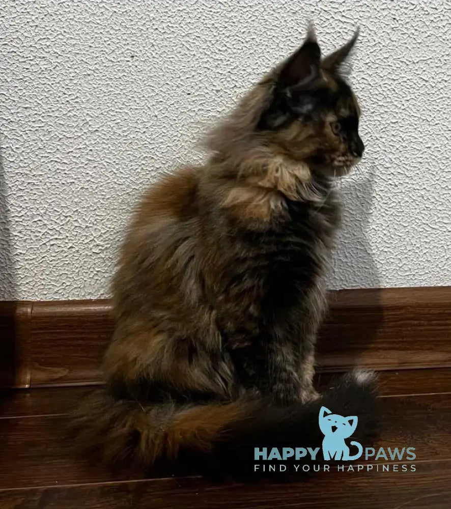 Venice Maine Coon female black tortie live animals