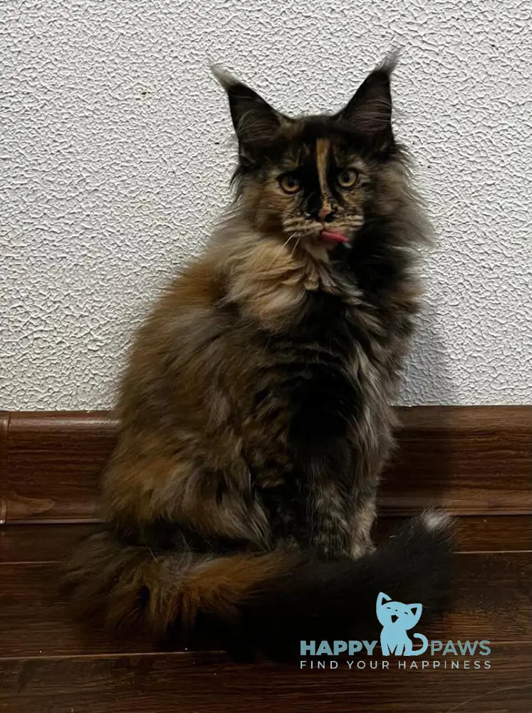 Venice Maine Coon female black tortie live animals