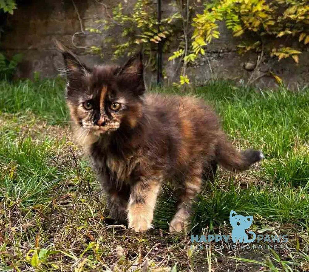 Veniceloria Maine Coon female black tortie live animals