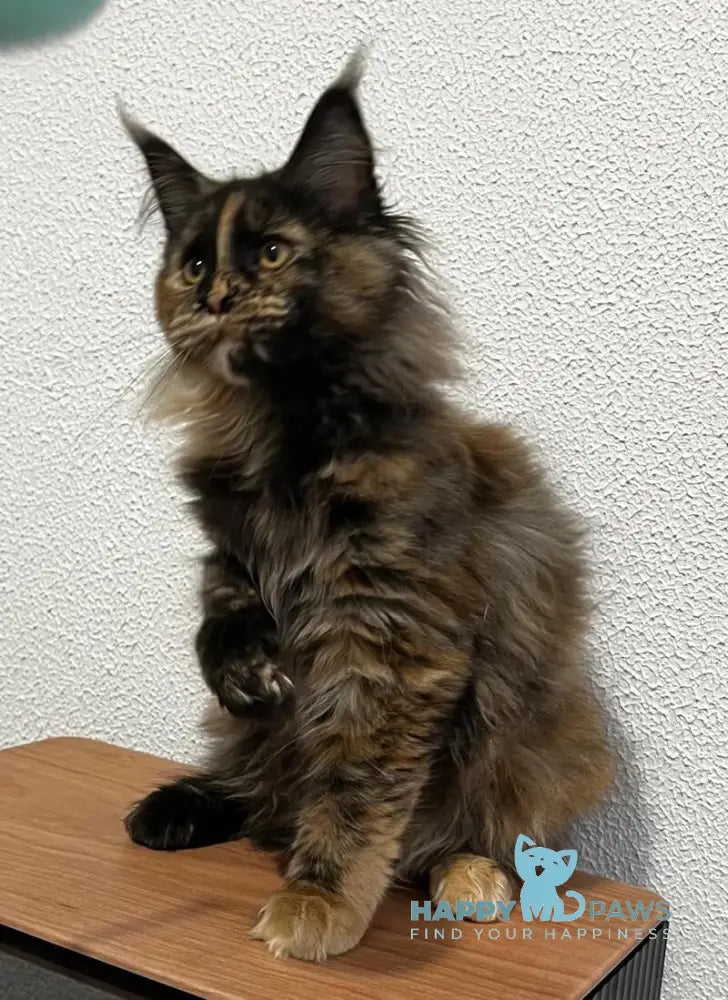 Venice Maine Coon female black tortie live animals
