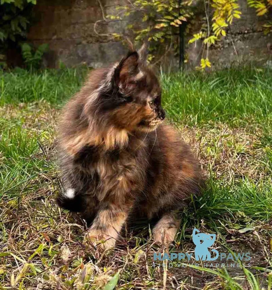 Veniceloria Maine Coon female black tortie live animals