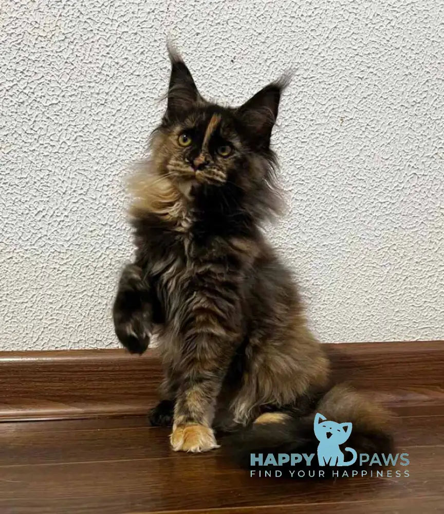 Venice Maine Coon female black tortie live animals