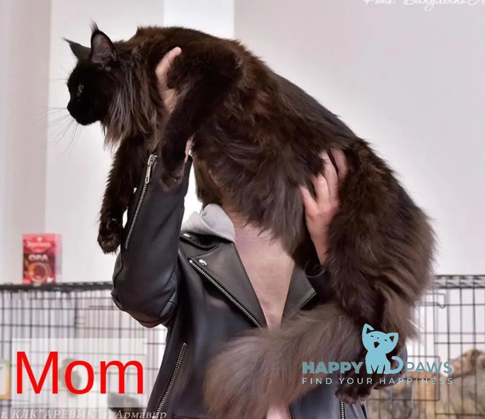 Veniceloria Maine Coon female black tortie live animals