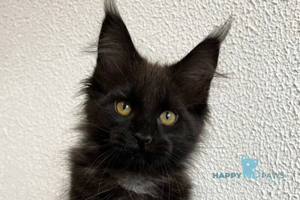 Venom Maine Coon male black live animals