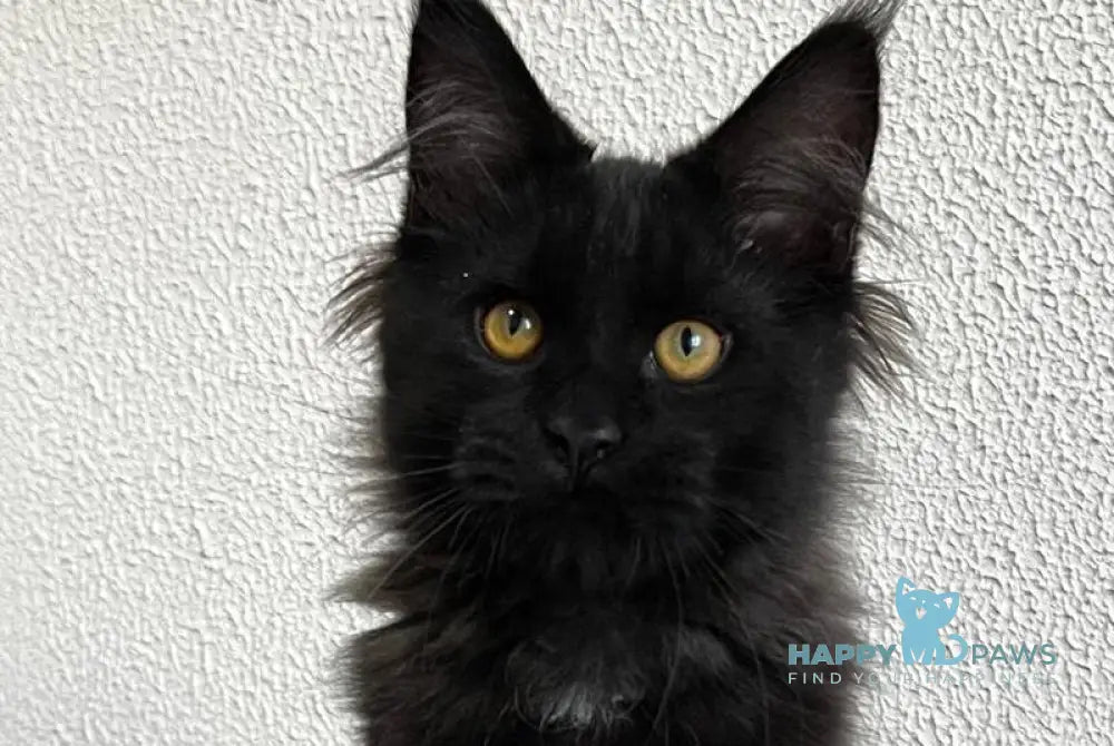 Venom Maine Coon male black live animals