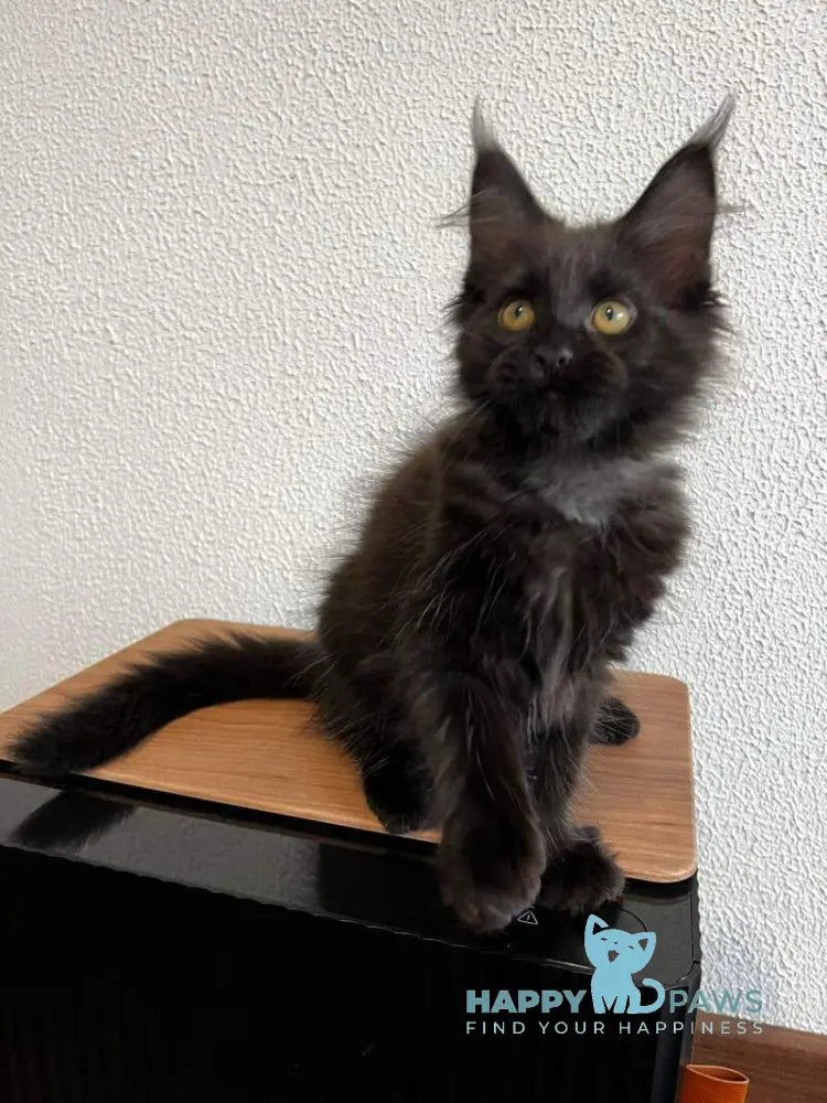 Venom Maine Coon male black live animals