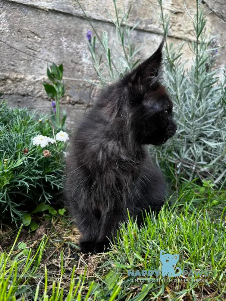 Venom Maine Coon male black live animals