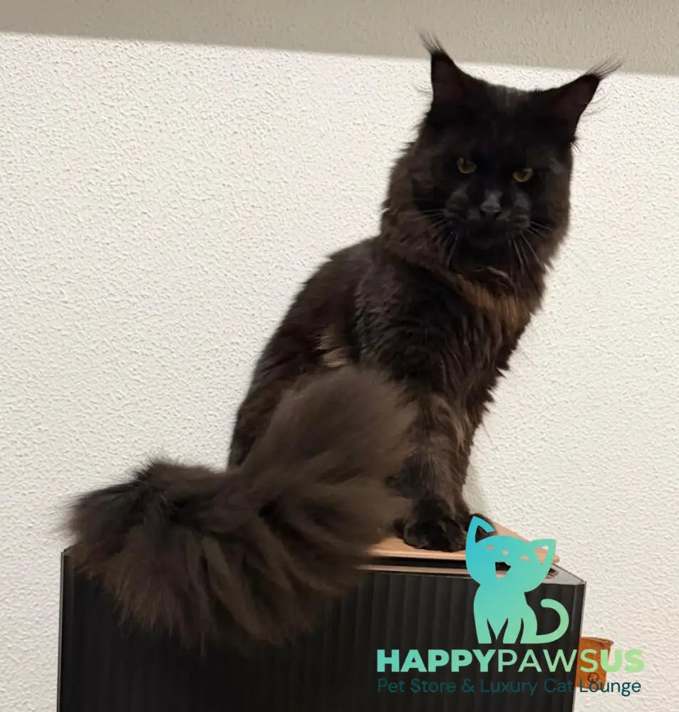 Venom Maine Coon male black with white live animals
