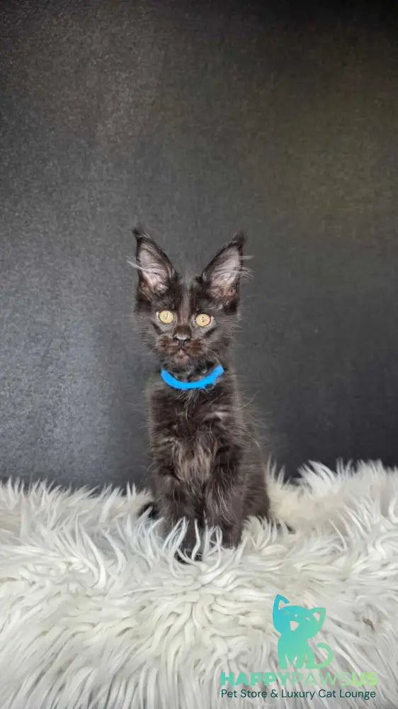 Venom Maine Coon male black with white live animals