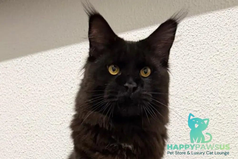 Venom Maine Coon male black with white live animals