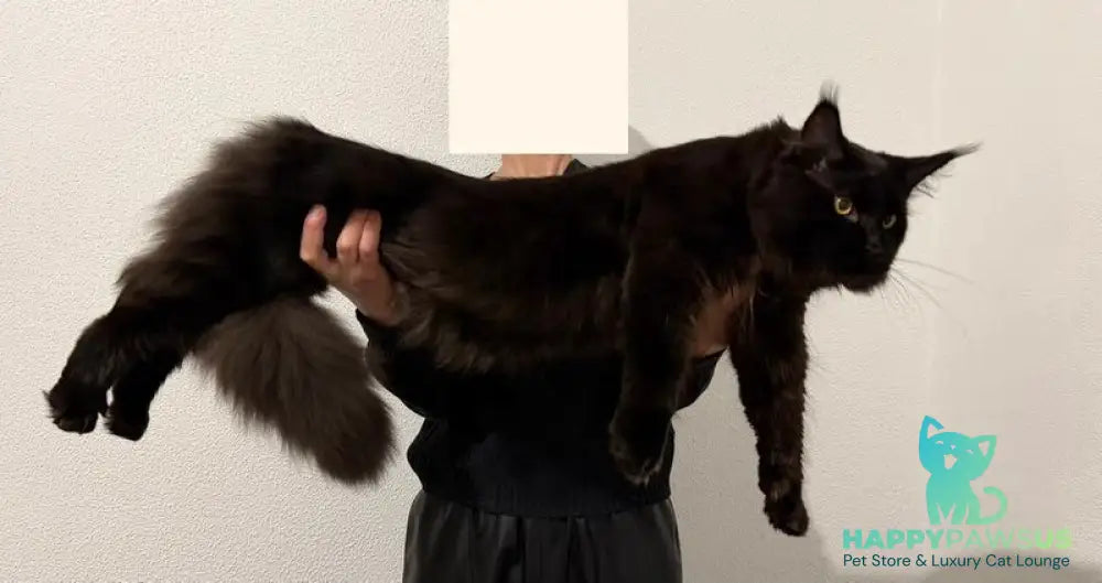 Venom Maine Coon male black with white live animals