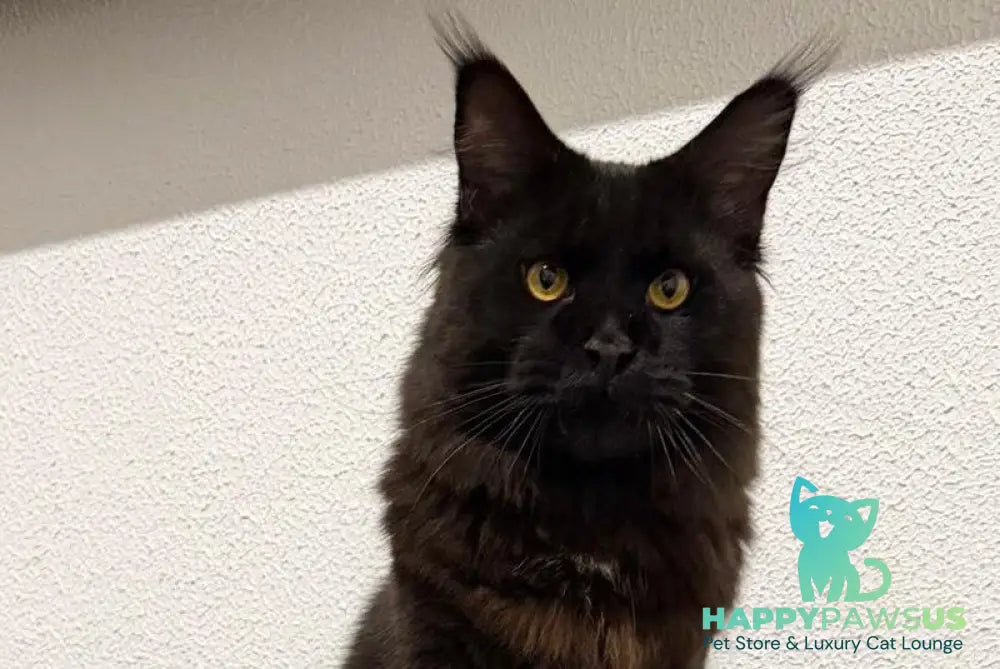Venom Maine Coon male black with white live animals
