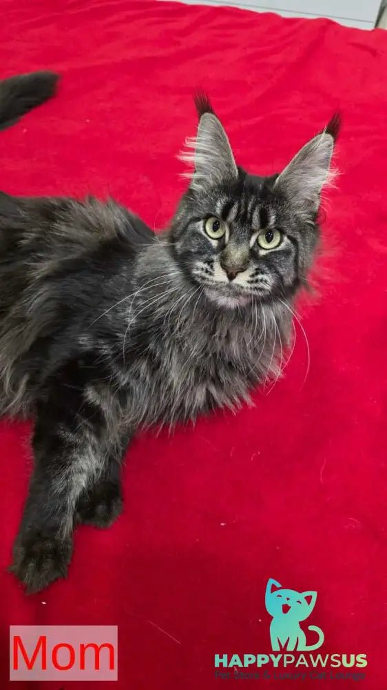 Venom Maine Coon male black with white live animals