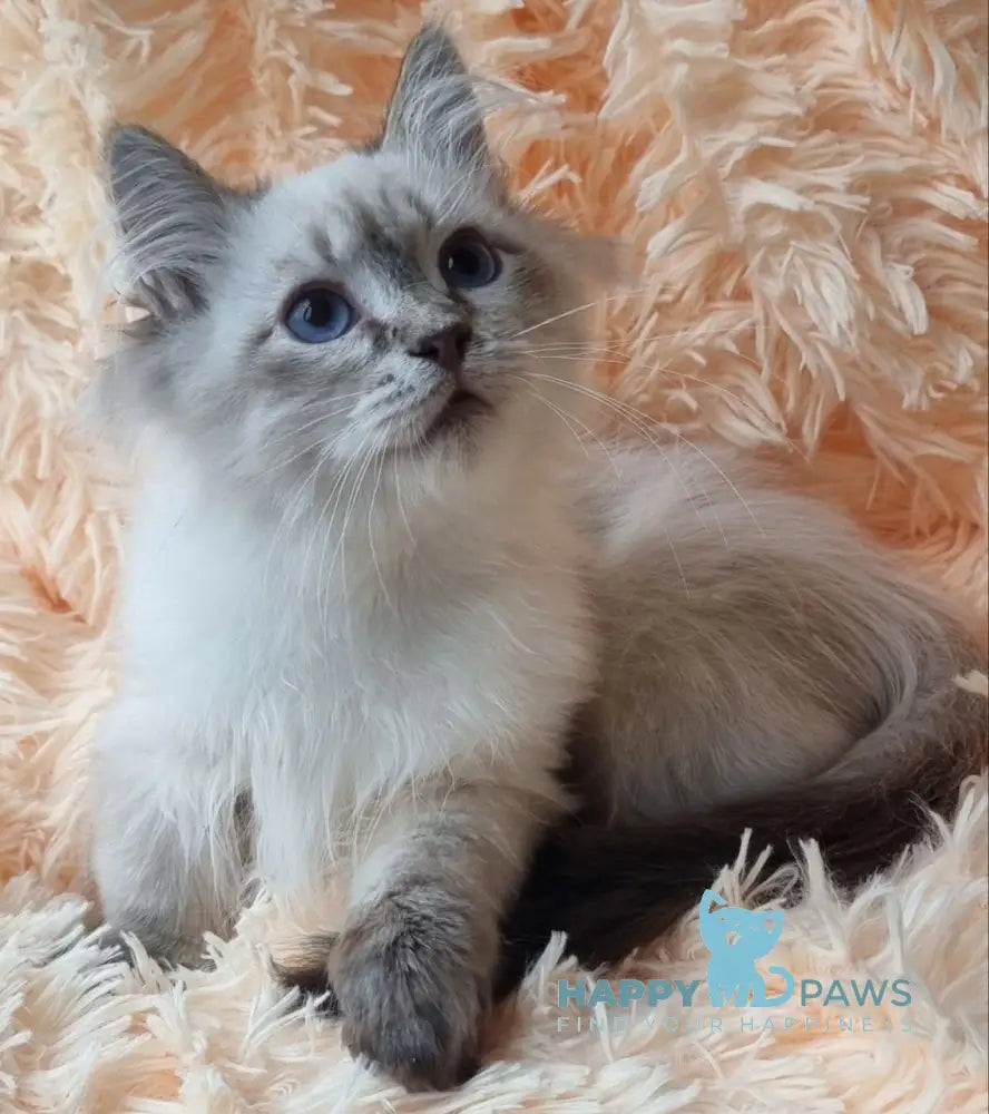 Vensant Siberian male black tabby pointed live animals