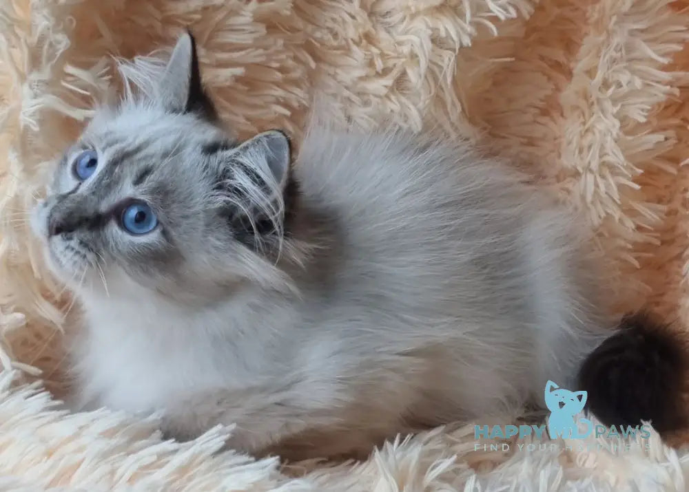 Vensant Siberian male black tabby pointed live animals