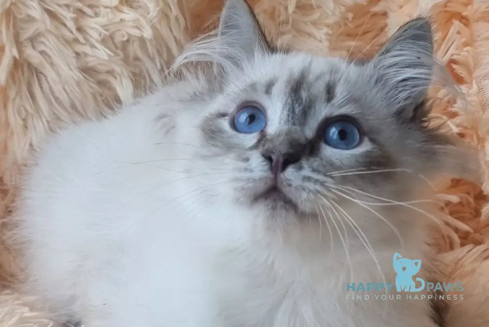 Vensant Siberian male black tabby pointed live animals