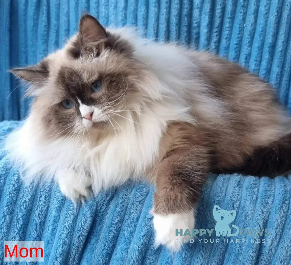 Vensant Siberian male black tabby pointed live animals