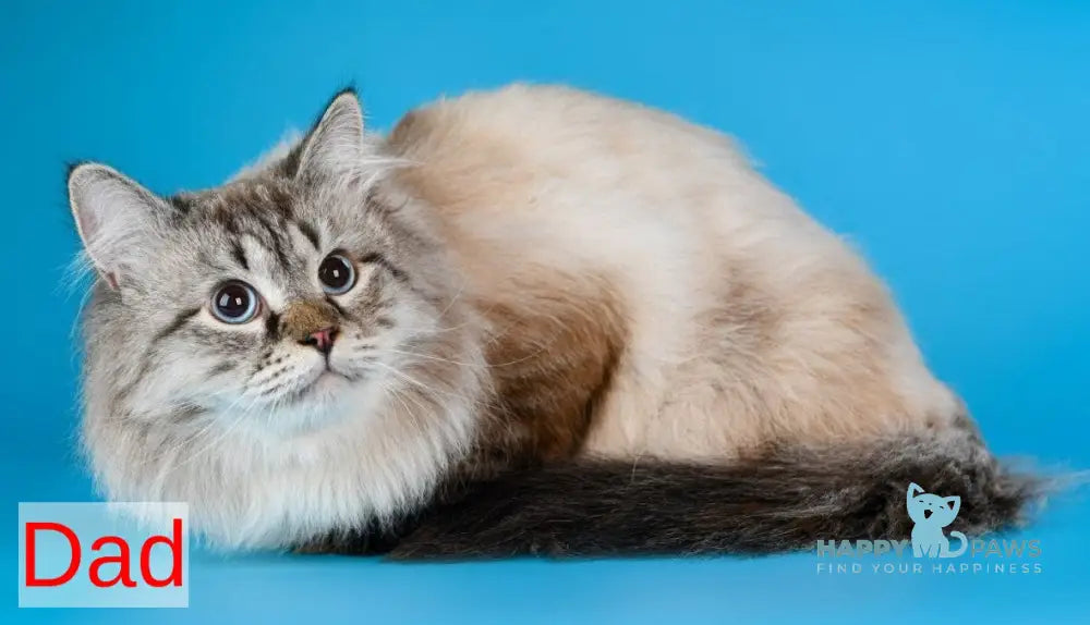 Vensant Siberian male black tabby pointed live animals