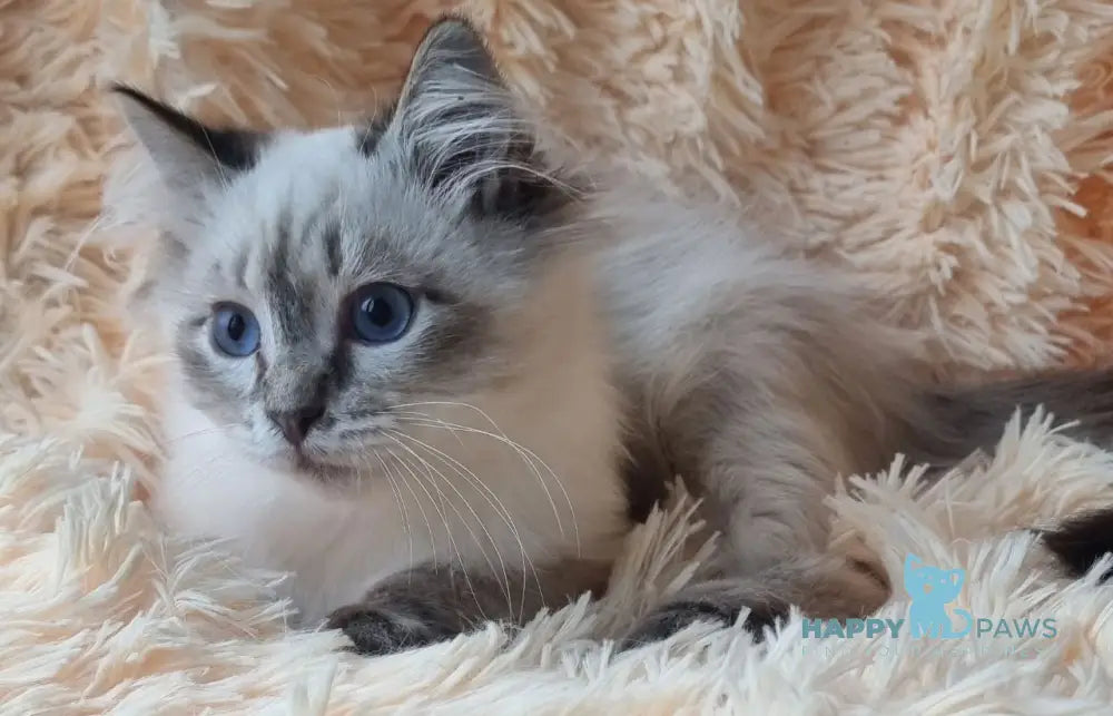 Vensant Siberian male black tabby pointed live animals