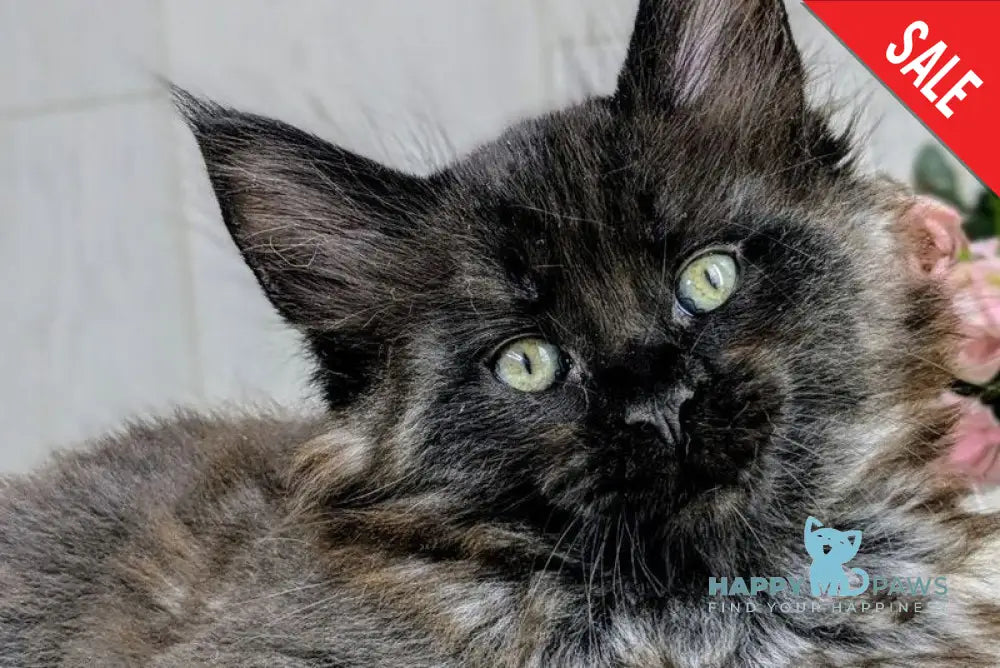 Ventura Maine Coon female black - live animals