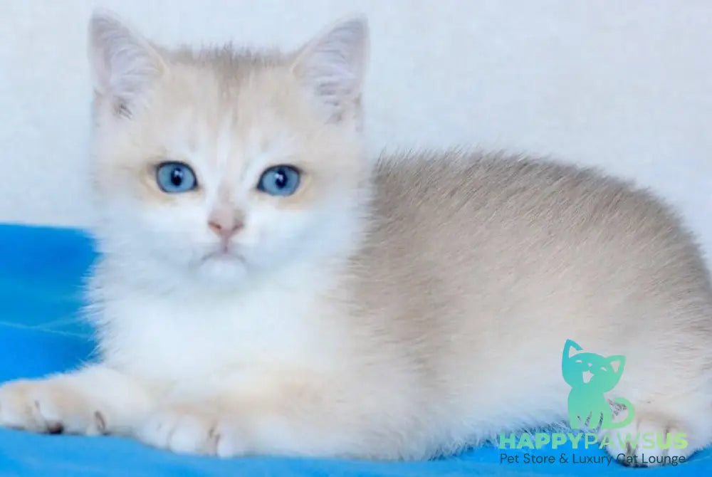 Venus British Shorthair male blue golden chinchilla - live animals