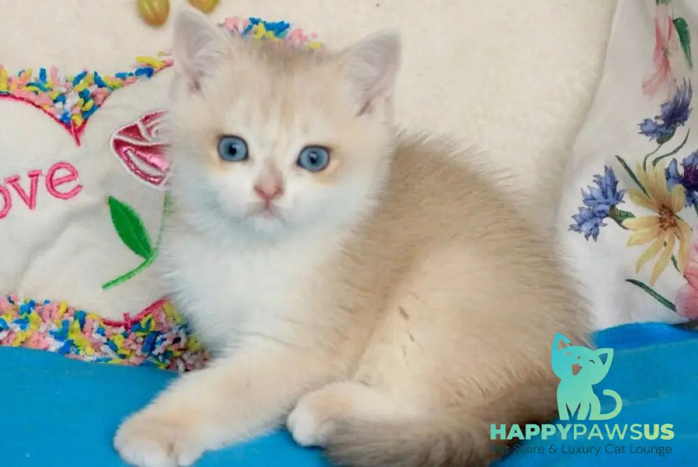 Venus British Shorthair male blue golden chinchilla - live animals