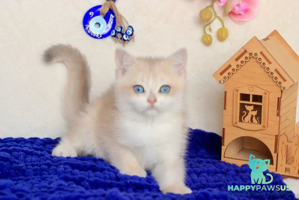 Venus British Shorthair male blue golden chinchilla - live animals