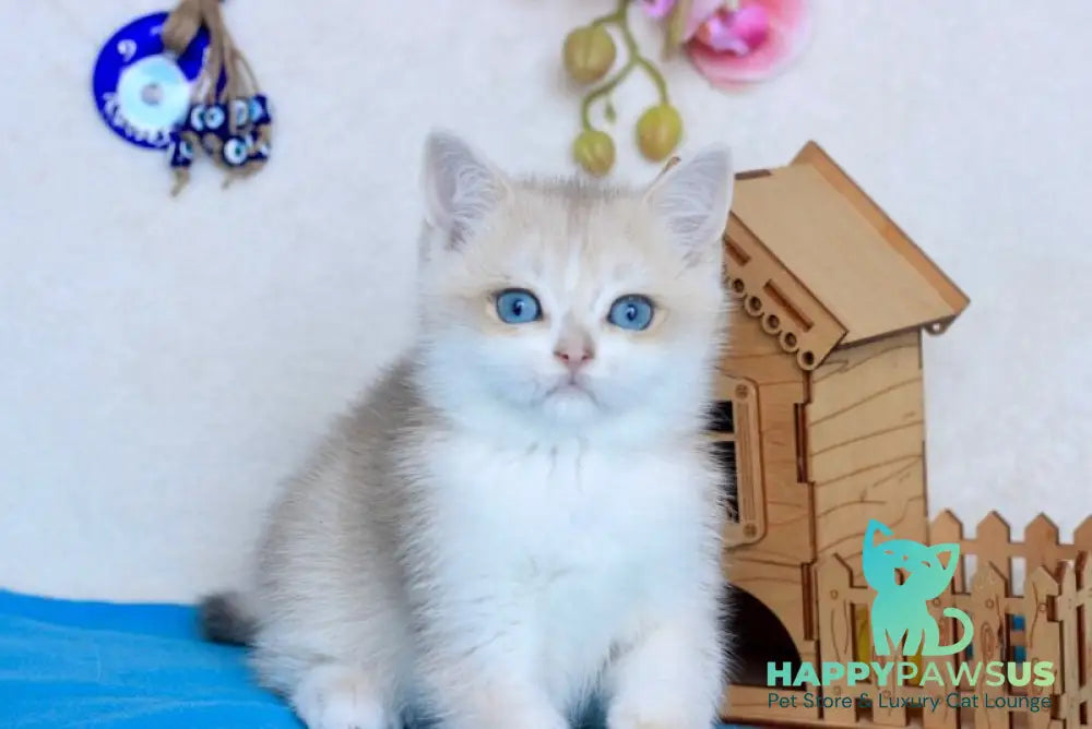 Venus British Shorthair male blue golden chinchilla - live animals
