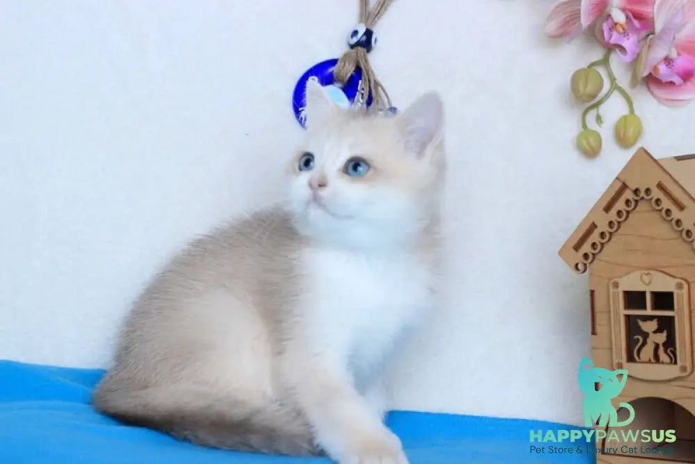 Venus British Shorthair male blue golden chinchilla - live animals