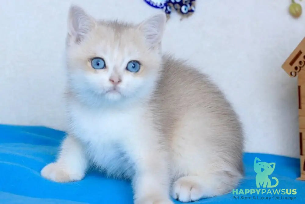 Venus British Shorthair male blue golden chinchilla - live animals