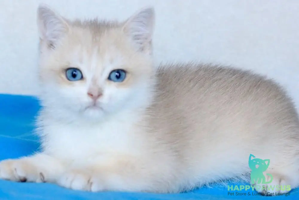 Venus British Shorthair male blue golden chinchilla - live animals