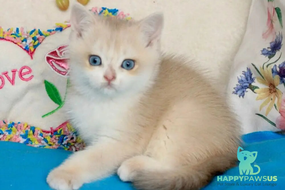 Venus British Shorthair male blue golden chinchilla - live animals