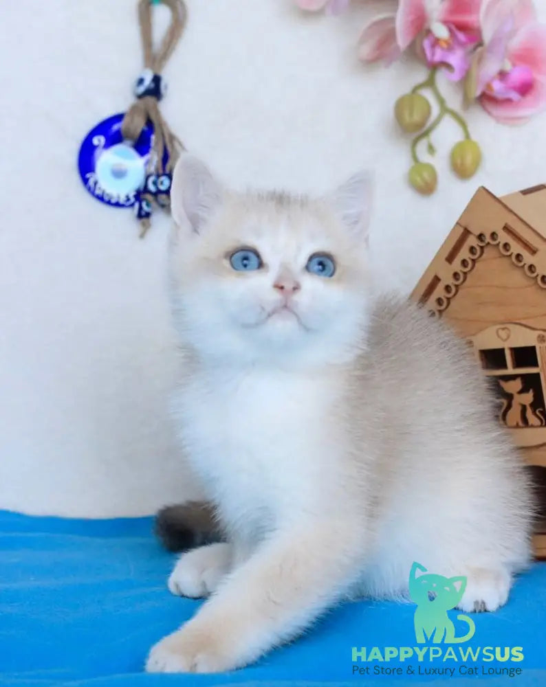 Venus British Shorthair male blue golden chinchilla - live animals