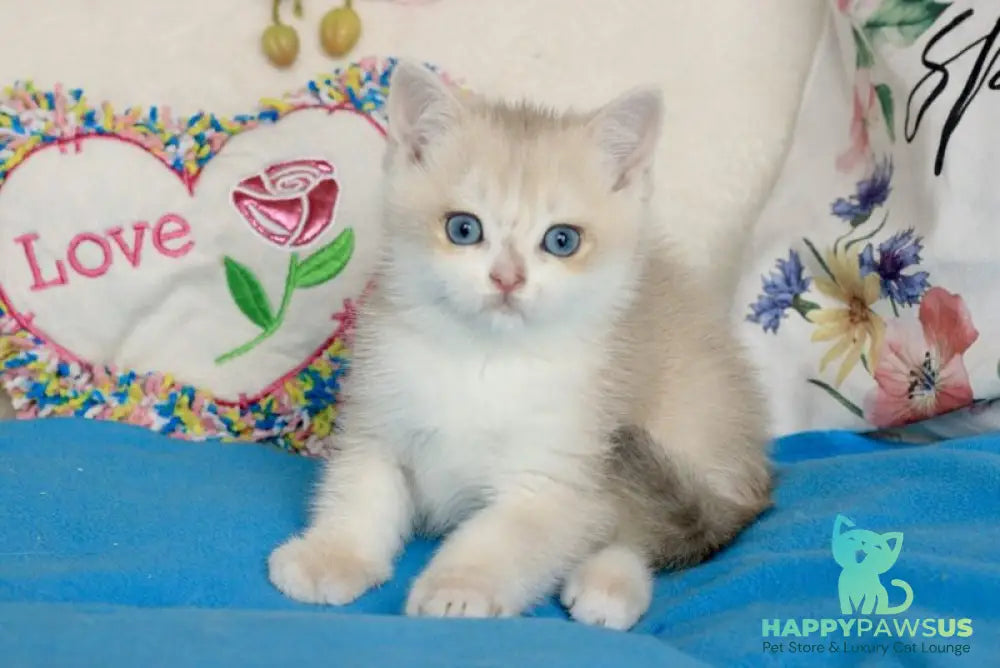 Venus British Shorthair male blue golden chinchilla - live animals