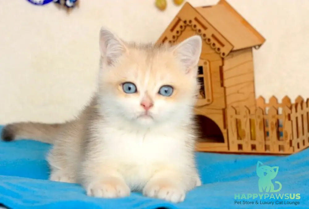Venus British Shorthair male blue golden chinchilla - live animals