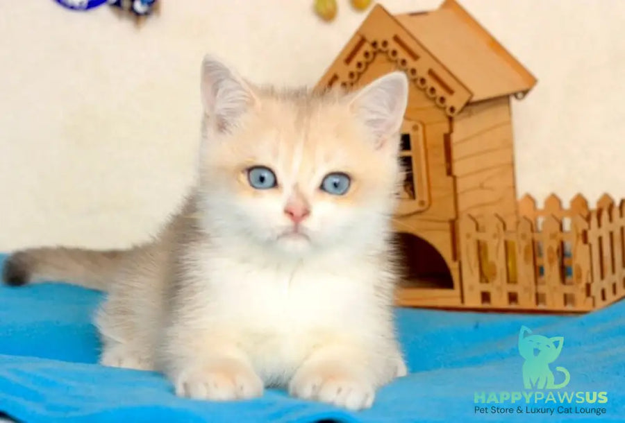 Venus British Shorthair male blue golden chinchilla - live animals