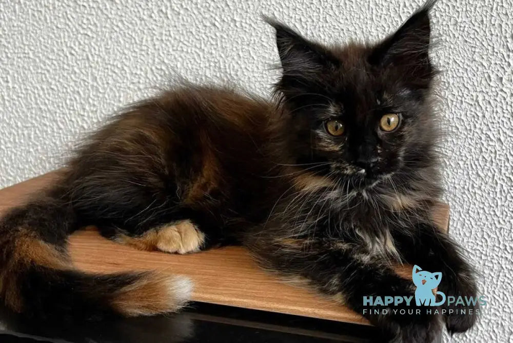 Venus Maine Coon female black tortie live animals