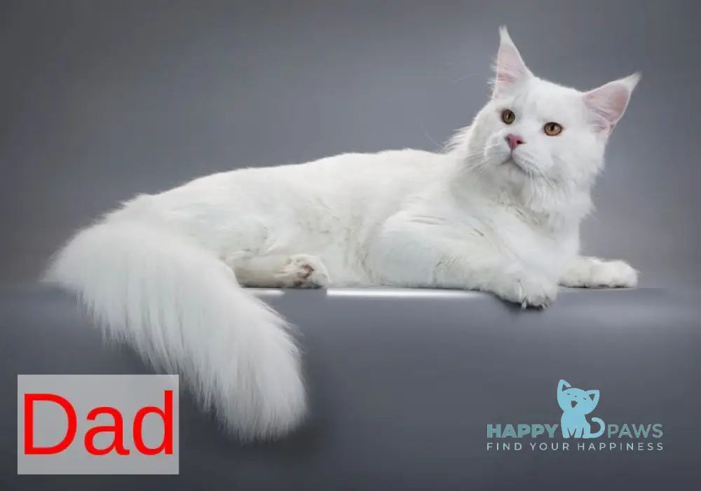 Venus Maine Coon female black tortie live animals